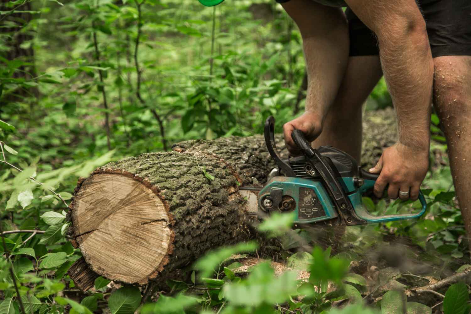 Best Arborist Services Near Me  in Pittsville, MD